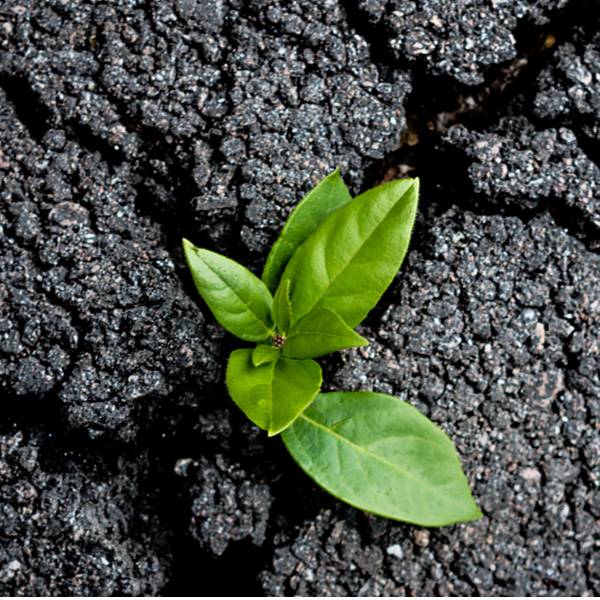 A seedling growing in rubble